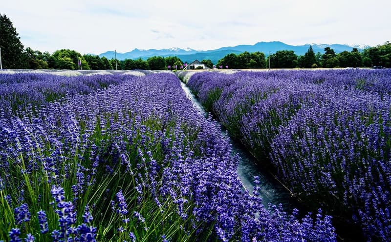 B&B Family Lavender Farm in Sequim, Washington, historic barn in background