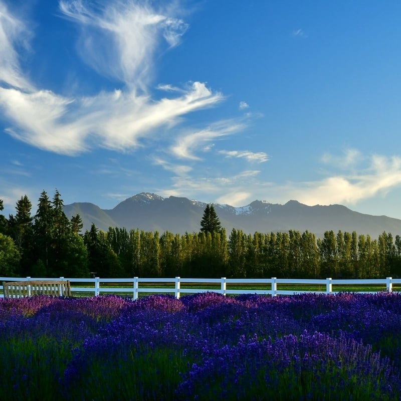 lavender farm, lavender trail, sequim, washington, tourism